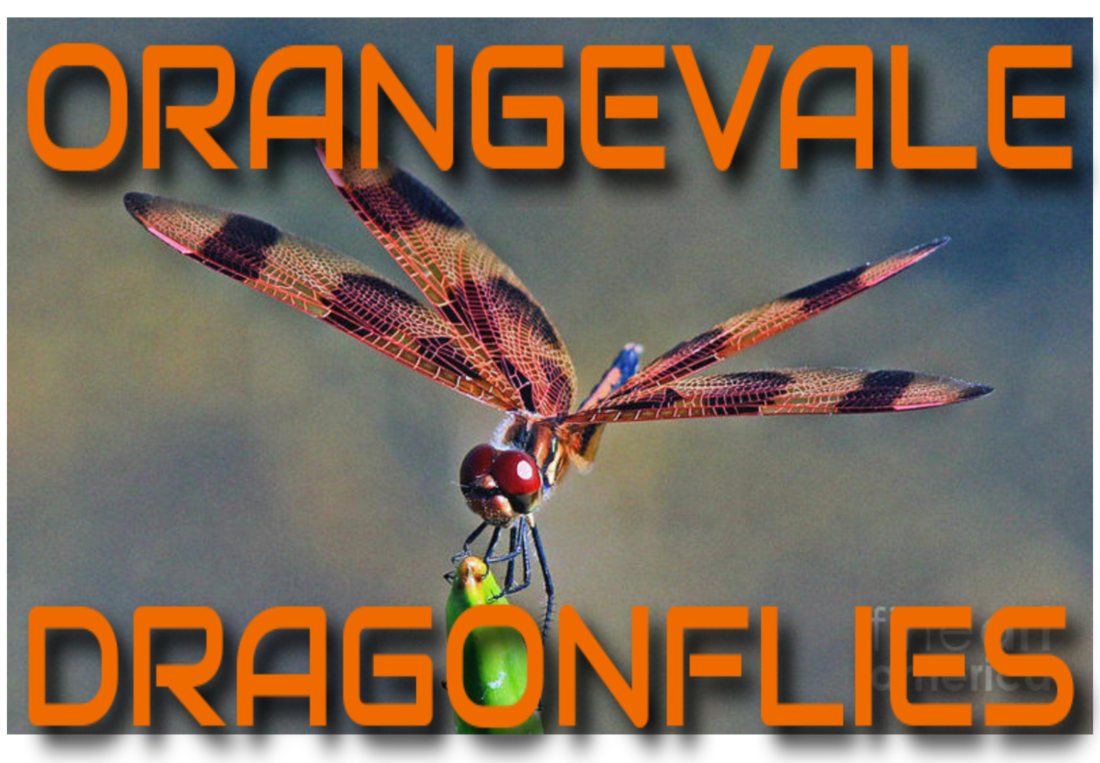 Dragonflies